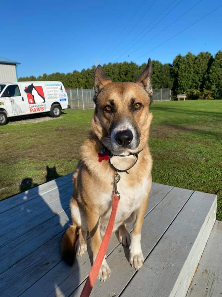 Dog For Adoption Rusty A Shepherd Mix In Valparaiso In Petfinder