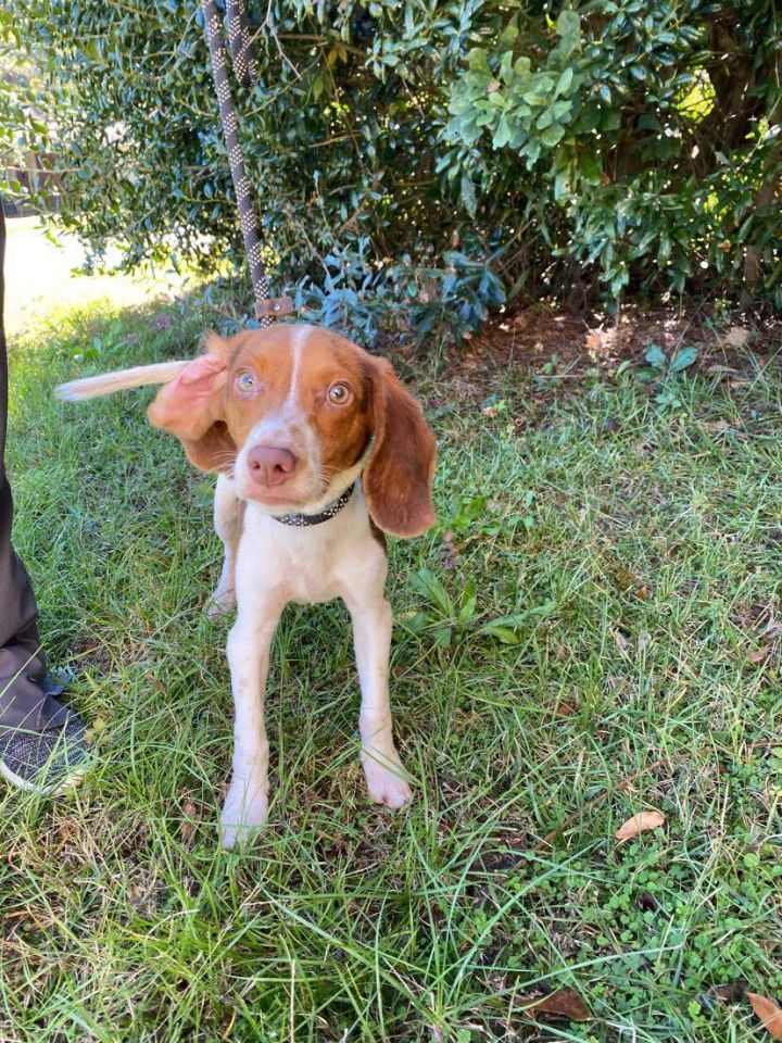 Bleu, an adopted Beagle in Statesboro, GA_image-3