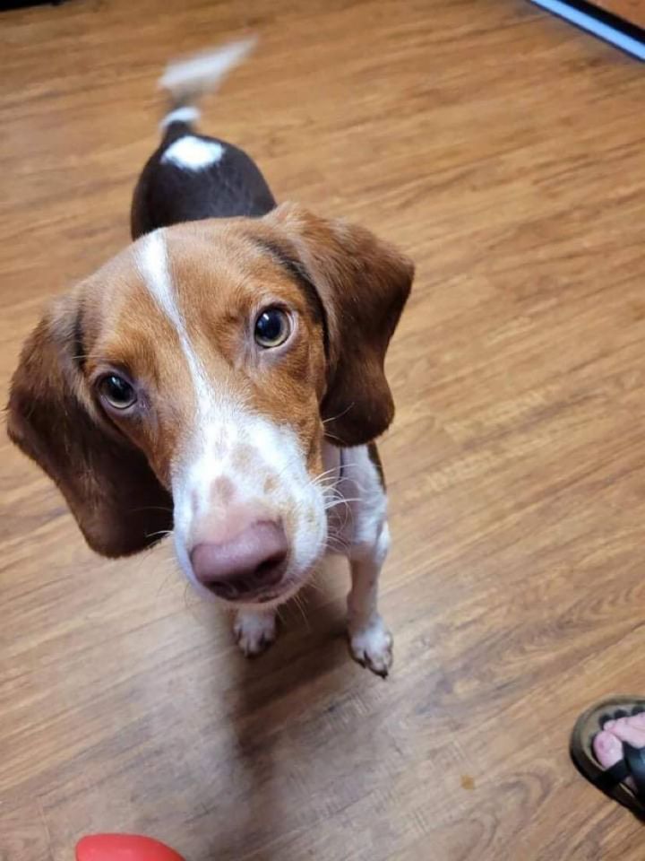 Bleu, an adopted Beagle in Statesboro, GA_image-1