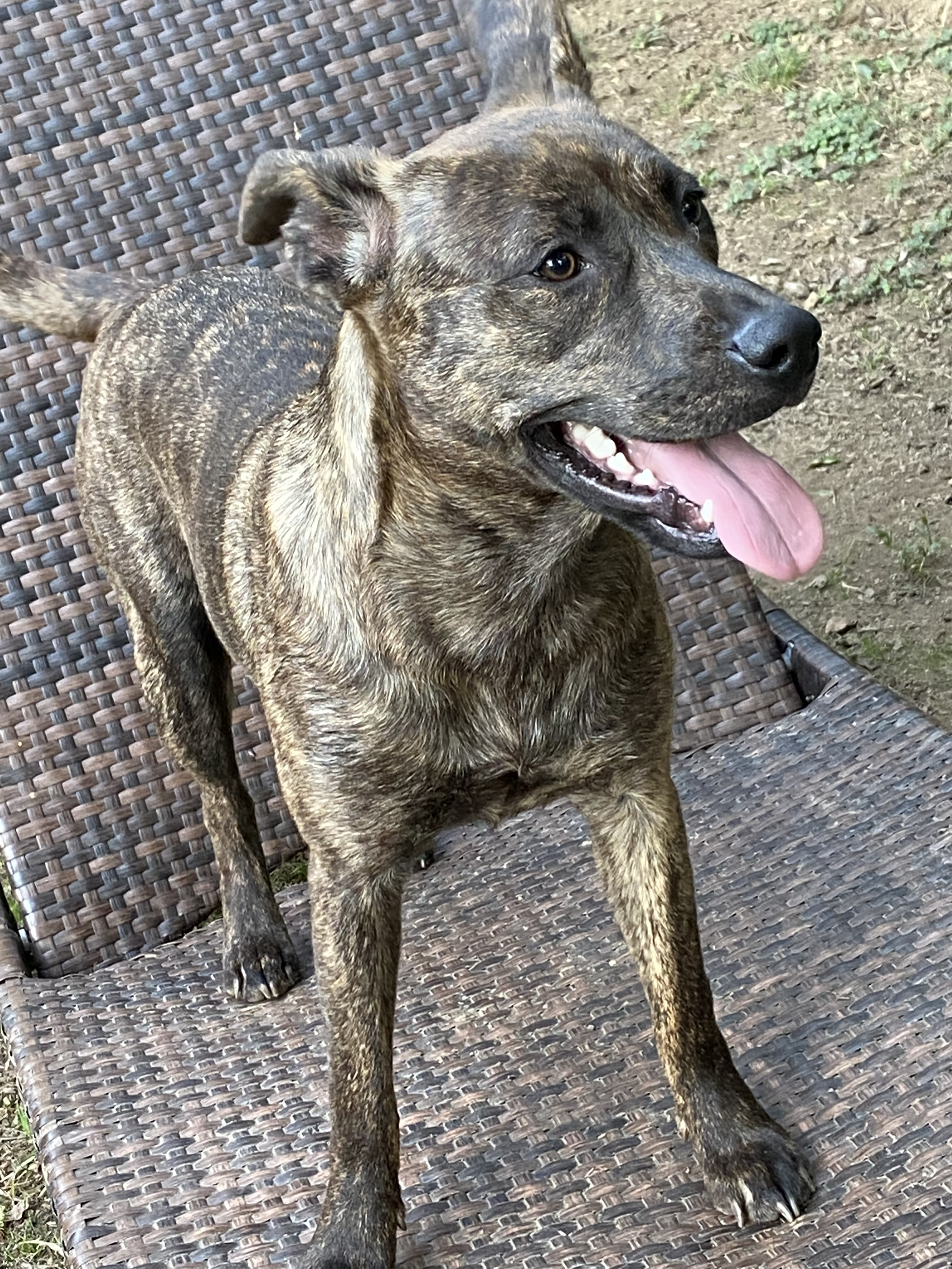 Brindle best sale cur dog