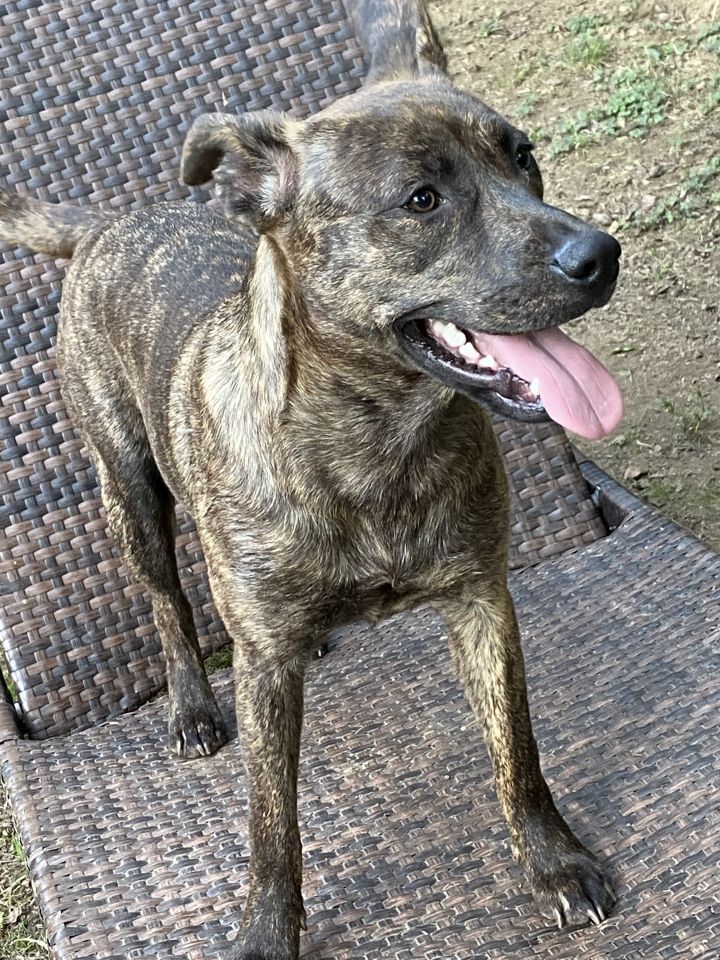 Female store mountain cur