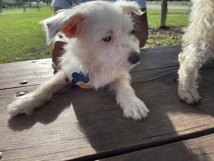 Lolly, an adopted Maltipoo & Terrier Mix in Austin, TX_image-5