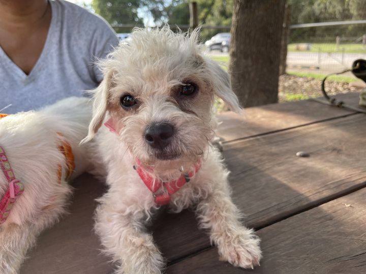 Lilbby, an adopted Maltipoo & Terrier Mix in Austin, TX_image-2