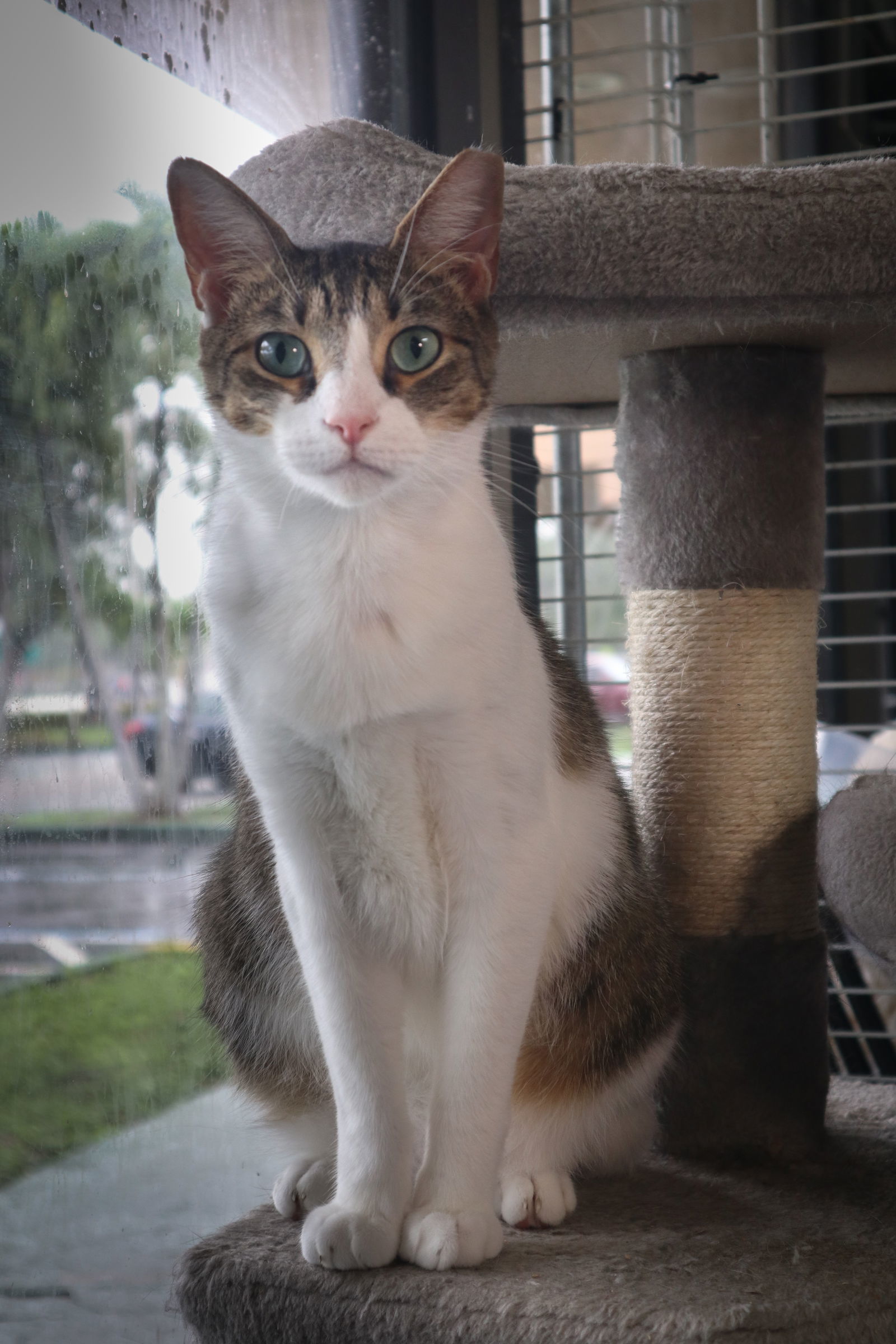 Junior 2, an adoptable Domestic Short Hair in Margate, FL, 33068 | Photo Image 1