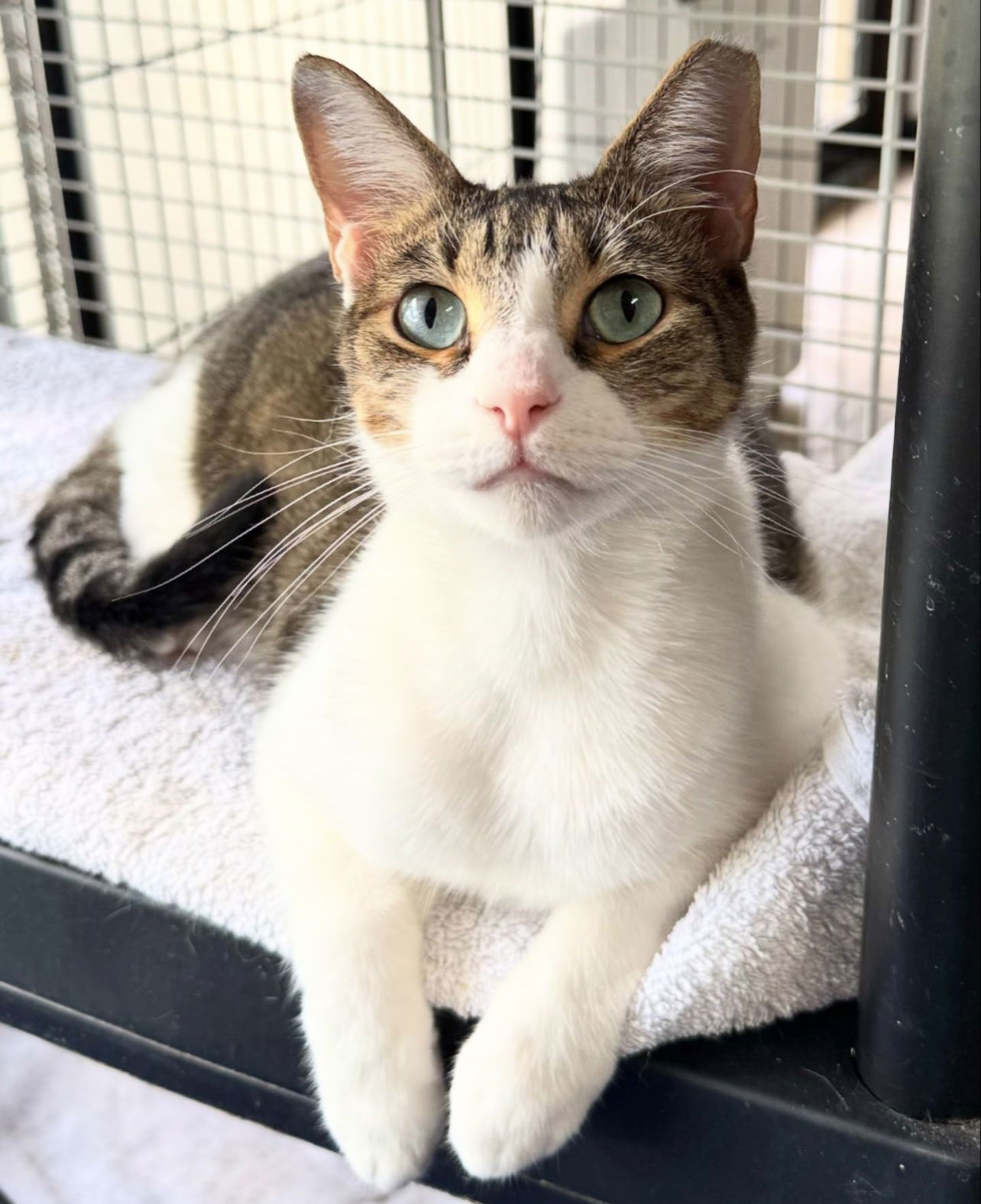 Junior 2, an adoptable Domestic Short Hair in Margate, FL, 33068 | Photo Image 2