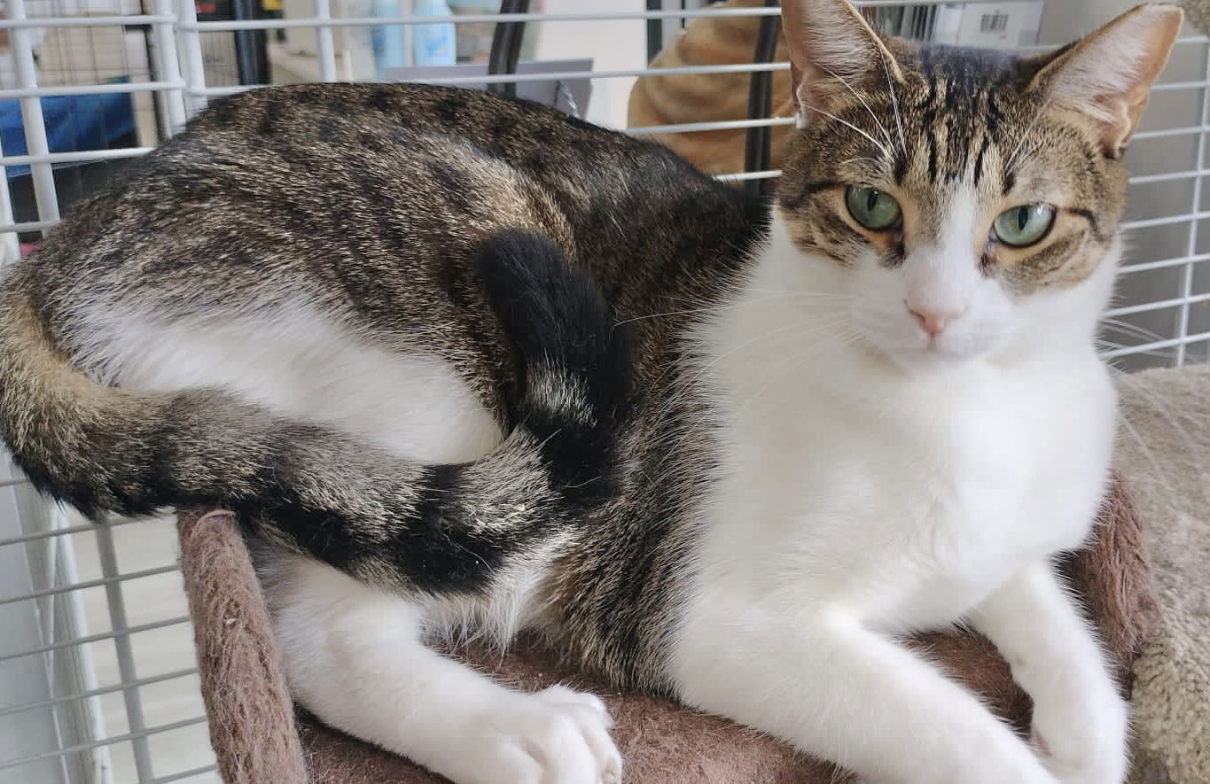 Junior 2, an adoptable Domestic Short Hair in Margate, FL, 33068 | Photo Image 9