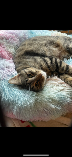 Athena, an adoptable Domestic Short Hair in Franklinville, NJ_image-1