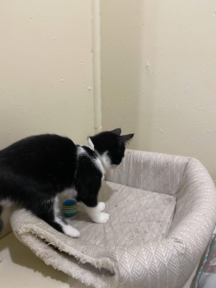 Dot, an adopted Tuxedo in Richland, MI_image-3