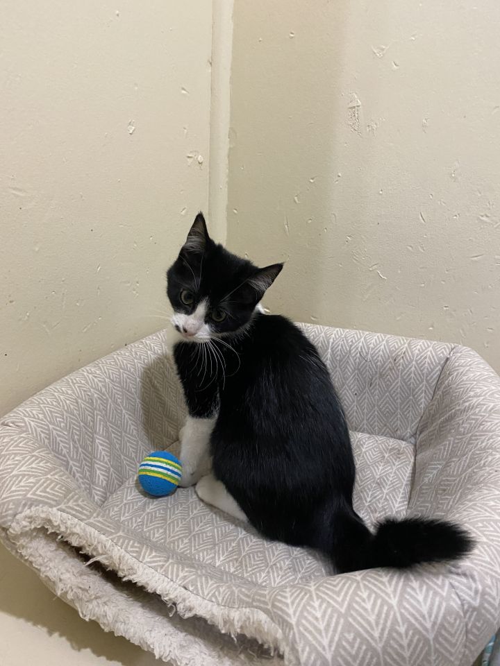 Dot, an adopted Tuxedo in Richland, MI_image-4