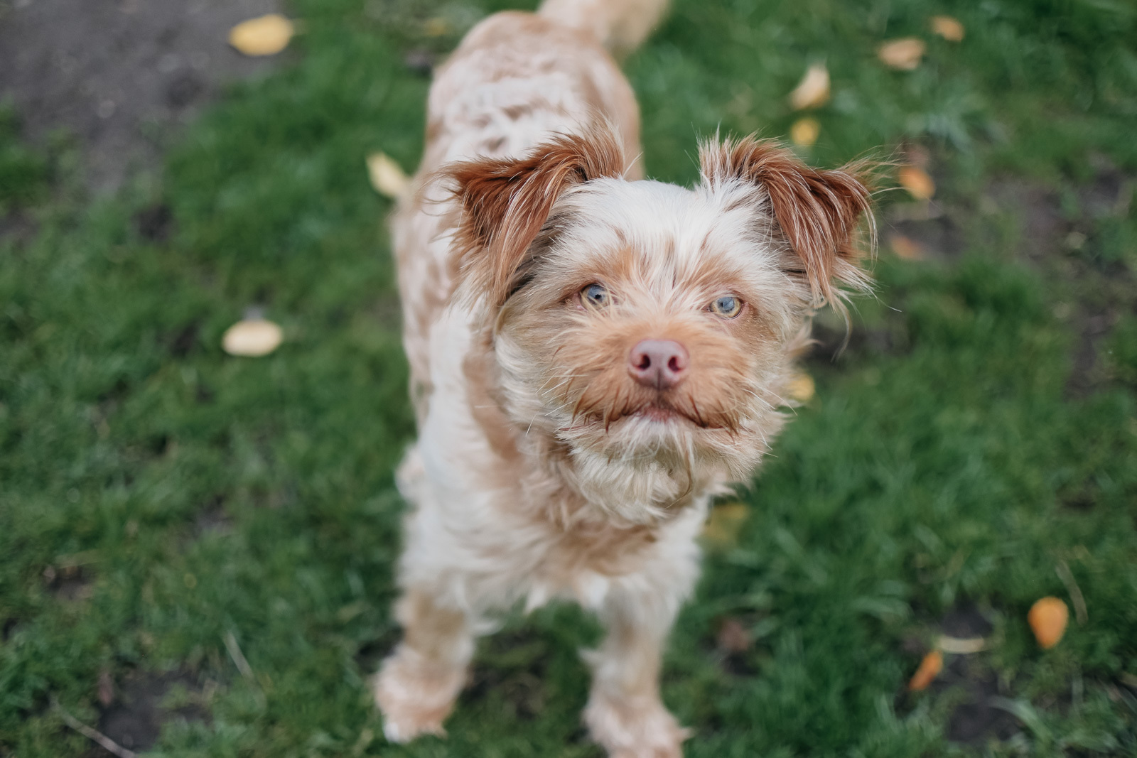 Teddy, an adoptable Terrier in Longview, WA, 98632 | Photo Image 2