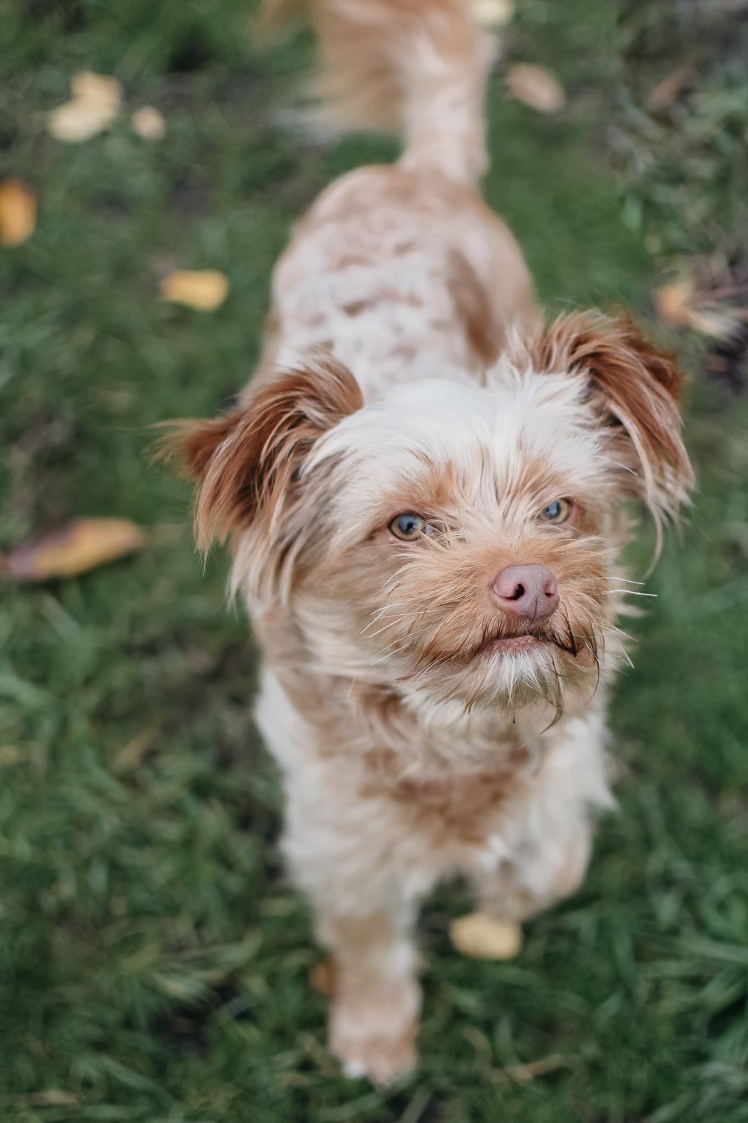 Teddy, an adoptable Terrier in Longview, WA, 98632 | Photo Image 3