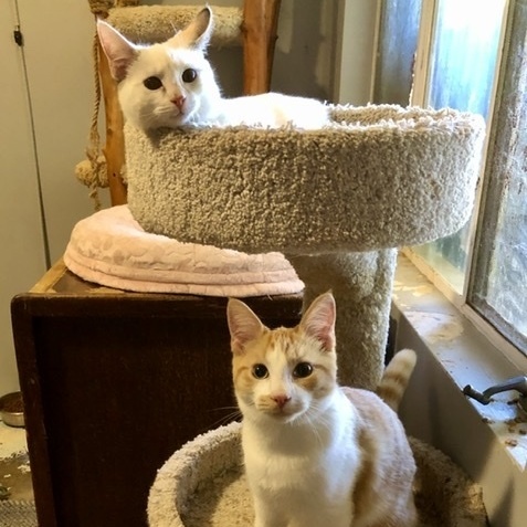 Bamboo and Bonzi, an adopted Domestic Short Hair & Applehead Siamese Mix in Mission Viejo, CA_image-3