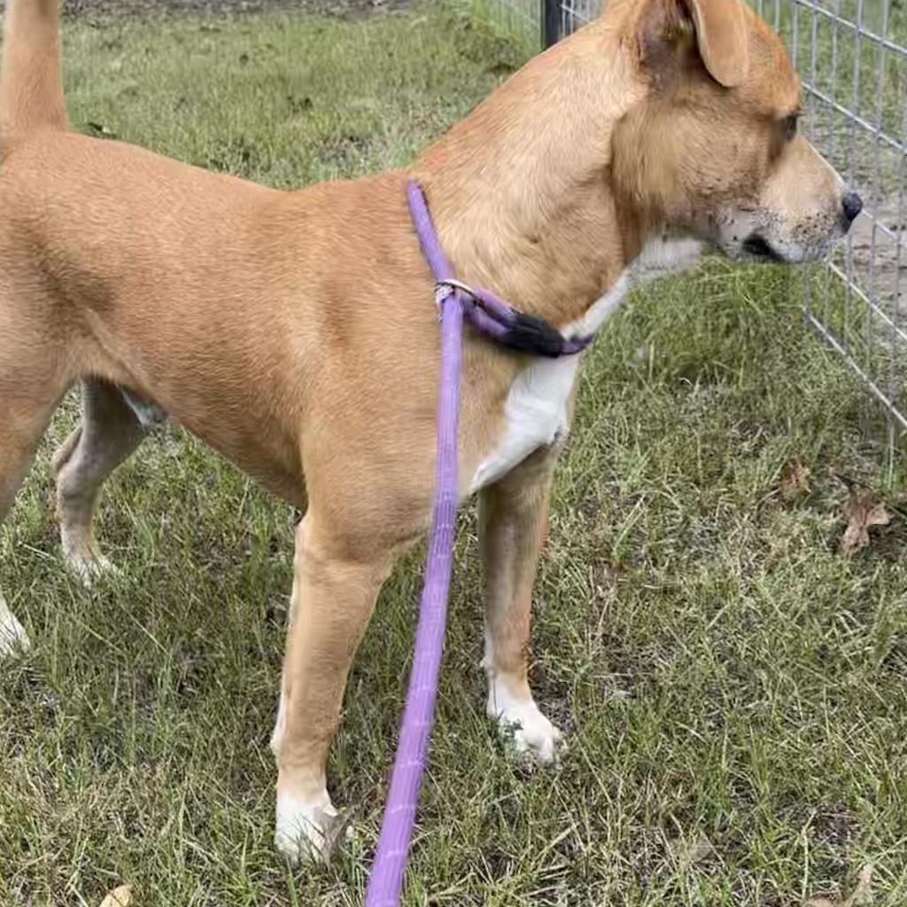 Pitbull 2024 heeler mix