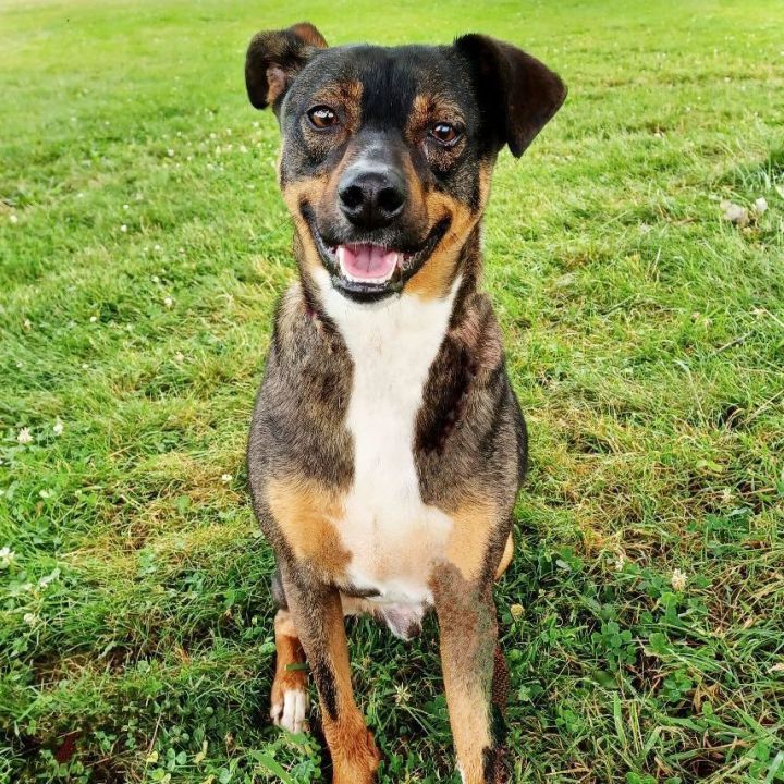 Fudge, an adoptable Terrier Mix in Danbury, CT_image-4