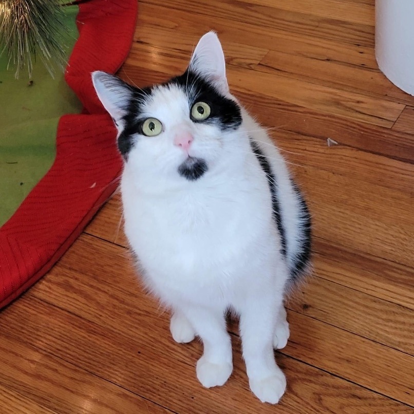 Buster, an adoptable American Shorthair in Manchester, CT, 06042 | Photo Image 2