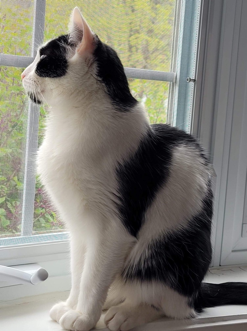 Buster, an adoptable American Shorthair in Manchester, CT, 06042 | Photo Image 5