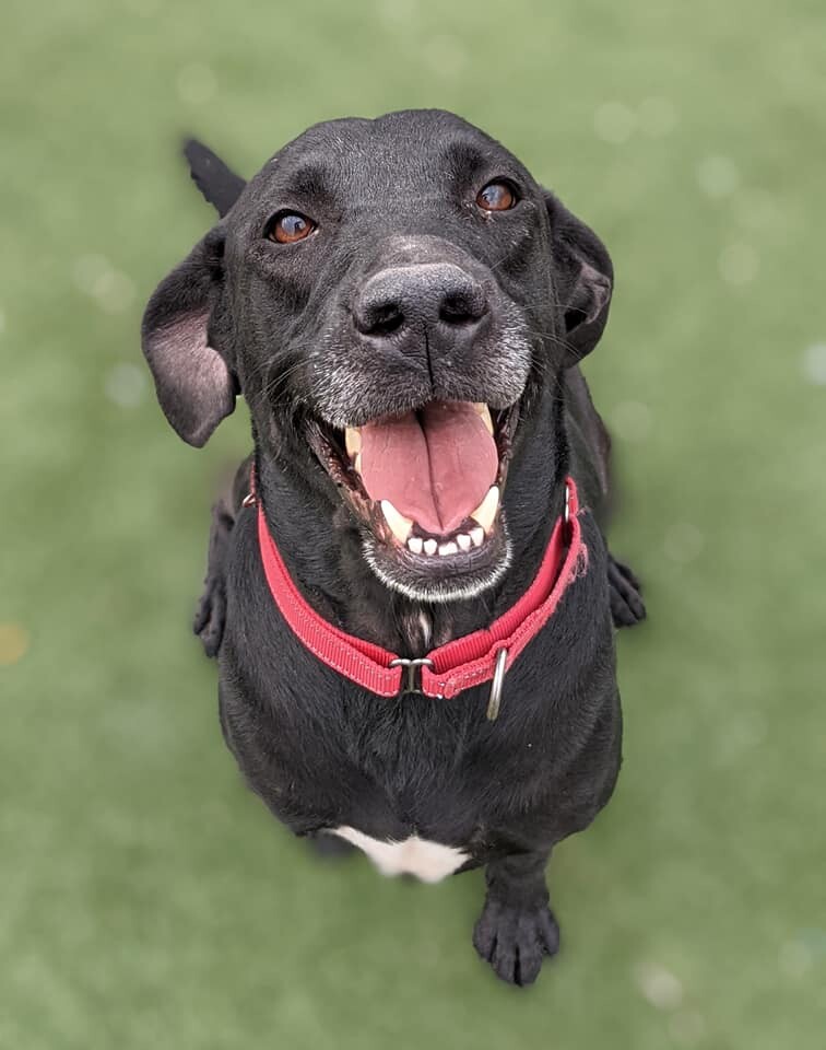 Shiloh, an adoptable Retriever, Mixed Breed in Cleveland, OH, 44102 | Photo Image 3