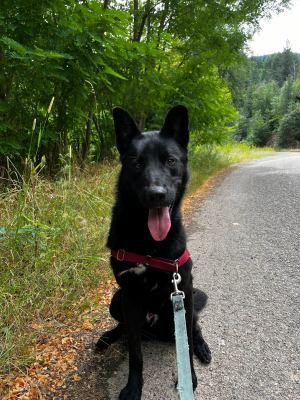 Darrin, an adoptable Shepherd, Husky in Kellogg, ID, 83837 | Photo Image 5