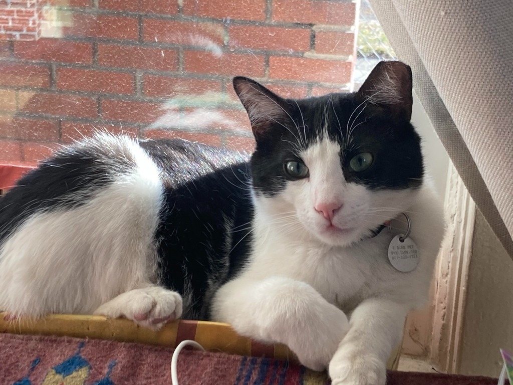 Salt & Pepper, an adoptable Domestic Medium Hair in Salt Lake City, UT, 84117 | Photo Image 3