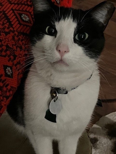 Salt & Pepper, an adoptable Domestic Medium Hair in Salt Lake City, UT, 84117 | Photo Image 6