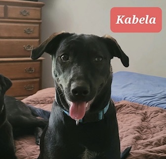 Kabella, a found Black Labrador Retriever Mix in Cincinnati, OH_image-2