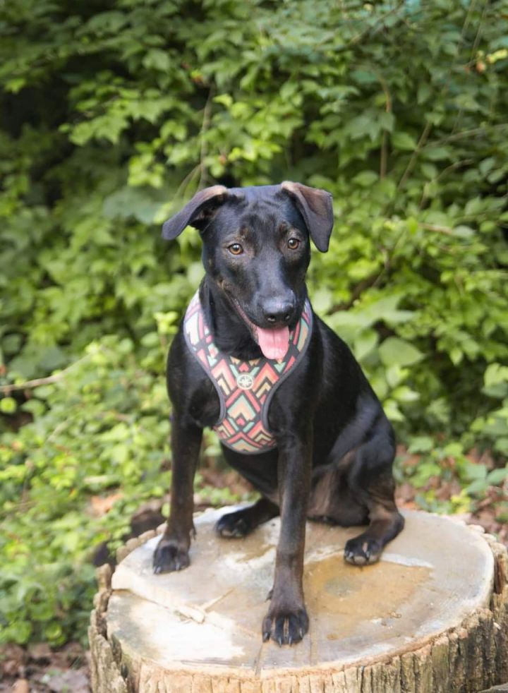 Kabella, a found Black Labrador Retriever Mix in Cincinnati, OH_image-3