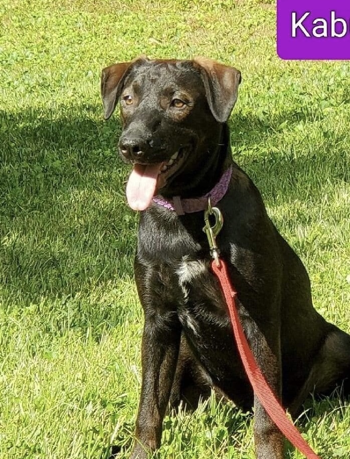 Kabella, a found Black Labrador Retriever Mix in Cincinnati, OH_image-4