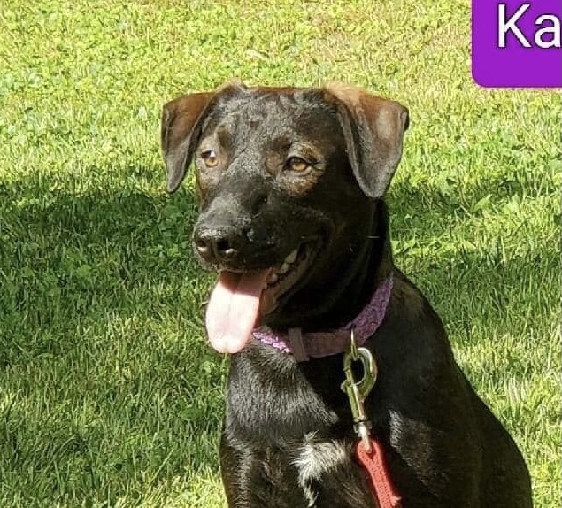 Kabella, a found Black Labrador Retriever Mix in Cincinnati, OH_image-6