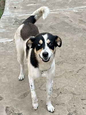 Australian shepherd mixed with best sale siberian husky