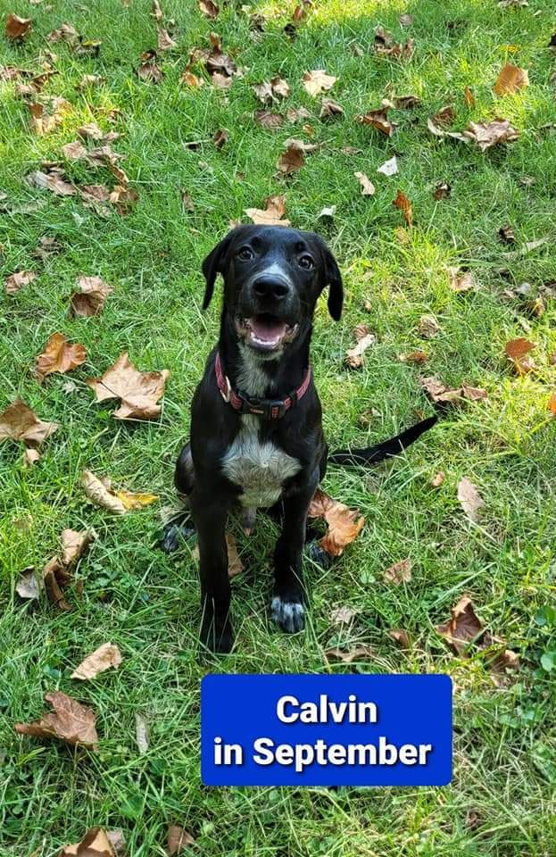 Calvin, an adopted Black Labrador Retriever Mix in Cincinnati, OH_image-1