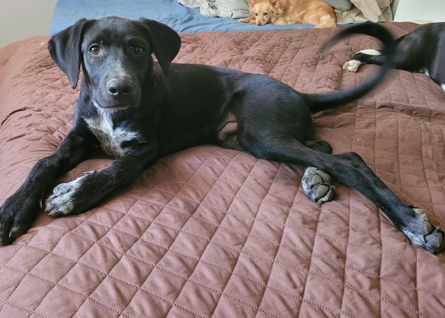 Calvin, an adopted Black Labrador Retriever Mix in Cincinnati, OH_image-2