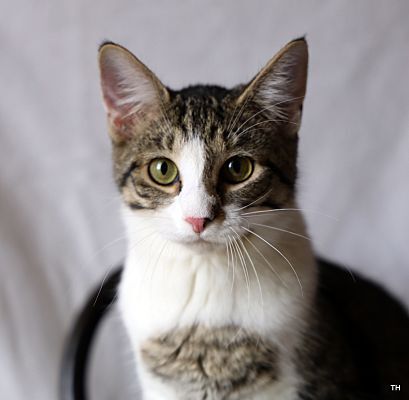 Hugo, an adopted Domestic Short Hair in Canton, SD_image-1