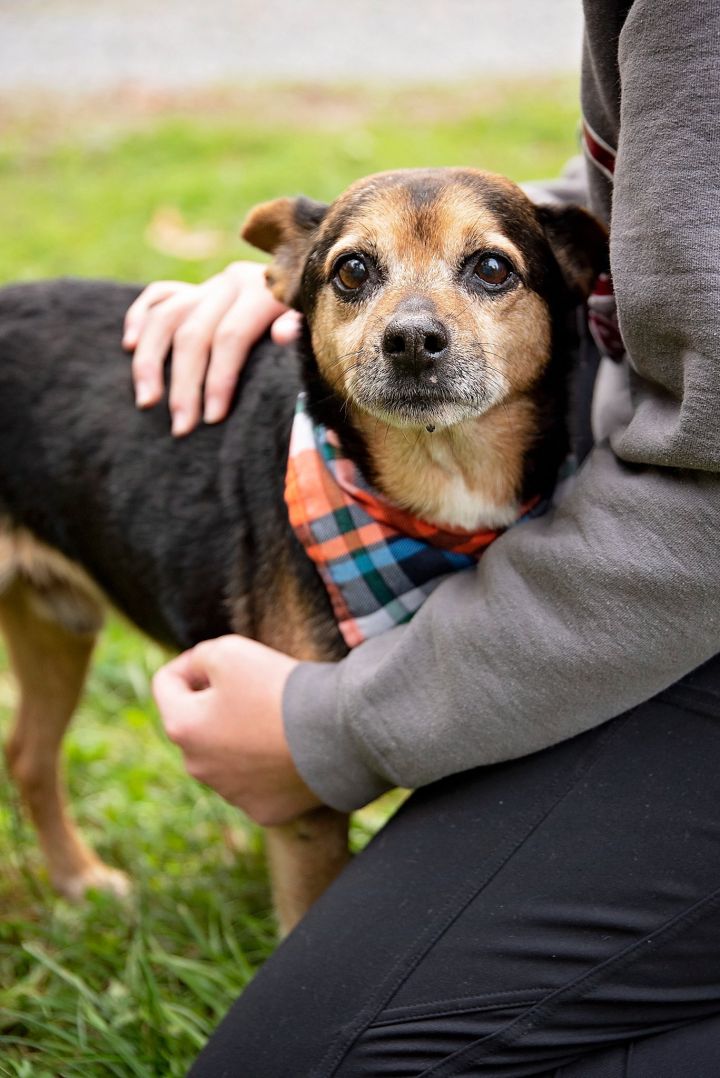 Ryder, an adopted Chihuahua & Miniature Pinscher Mix in West Grove, PA_image-5