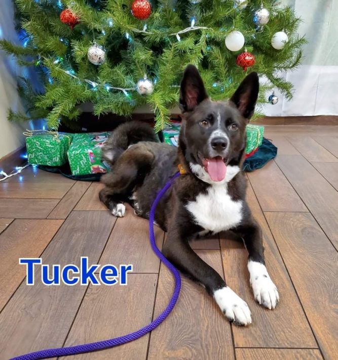 Tucker