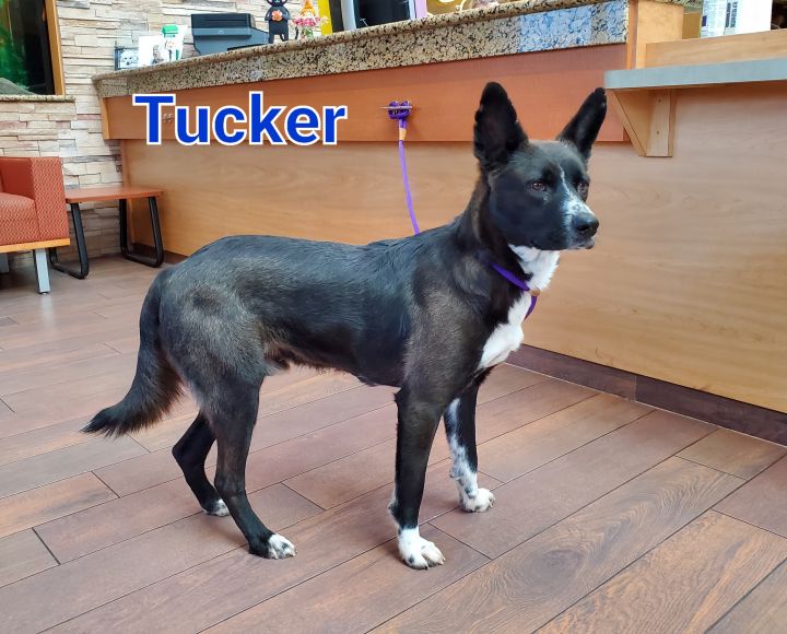 Tucker 2