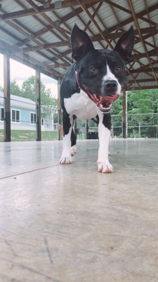 Kudzu, an adoptable Cattle Dog & Terrier Mix in Columbus, NC_image-3