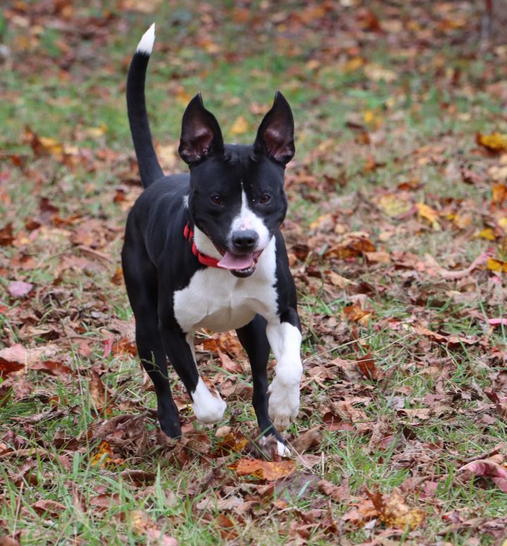 Kudzu, an adoptable Cattle Dog & Terrier Mix in Columbus, NC_image-4