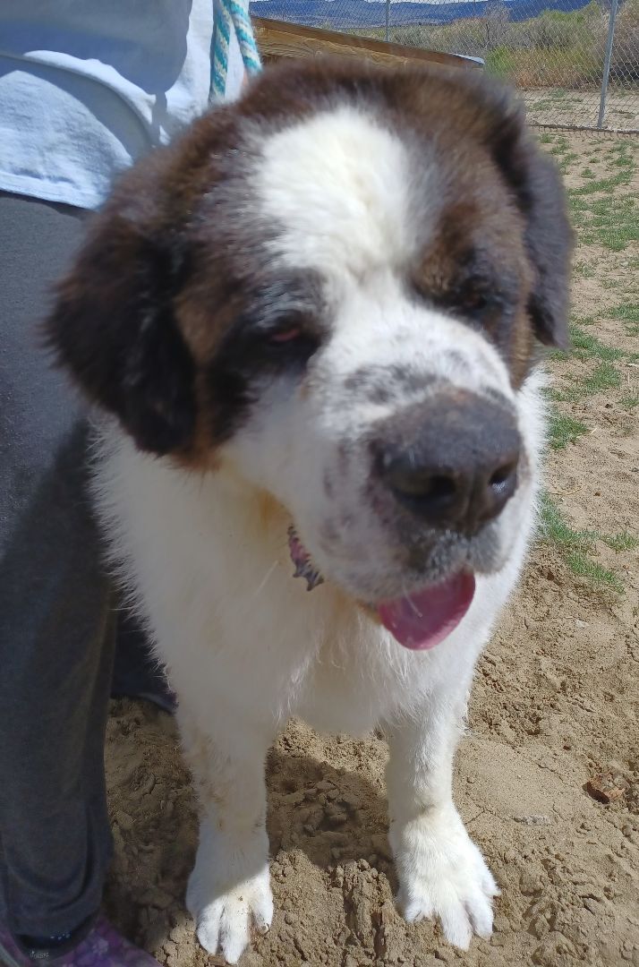 Zeus , an adoptable Saint Bernard in Sparks, NV, 89436 | Photo Image 1