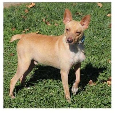 Fiddler, an adoptable Terrier, Feist in Ashland, OH, 44805 | Photo Image 1