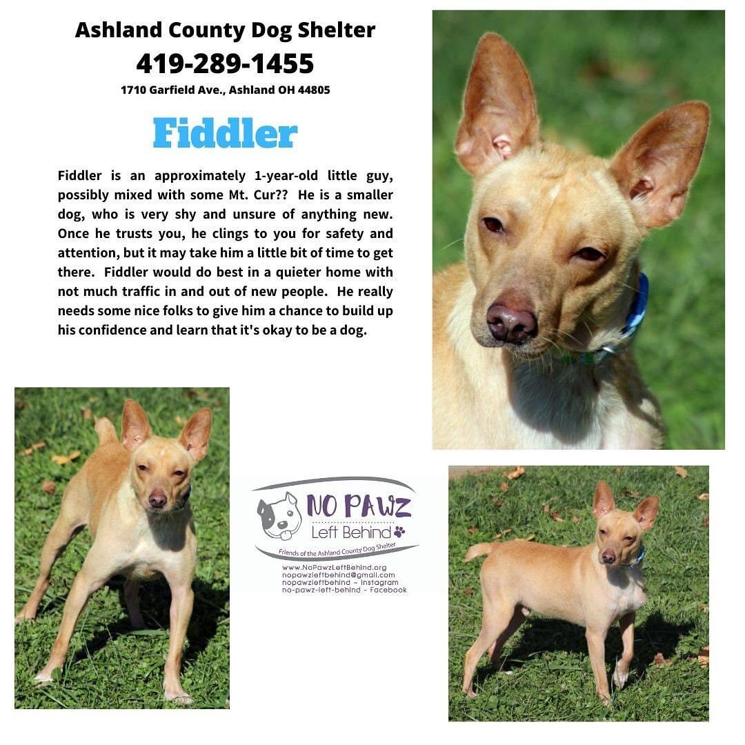 Fiddler, an adoptable Terrier, Feist in Ashland, OH, 44805 | Photo Image 5