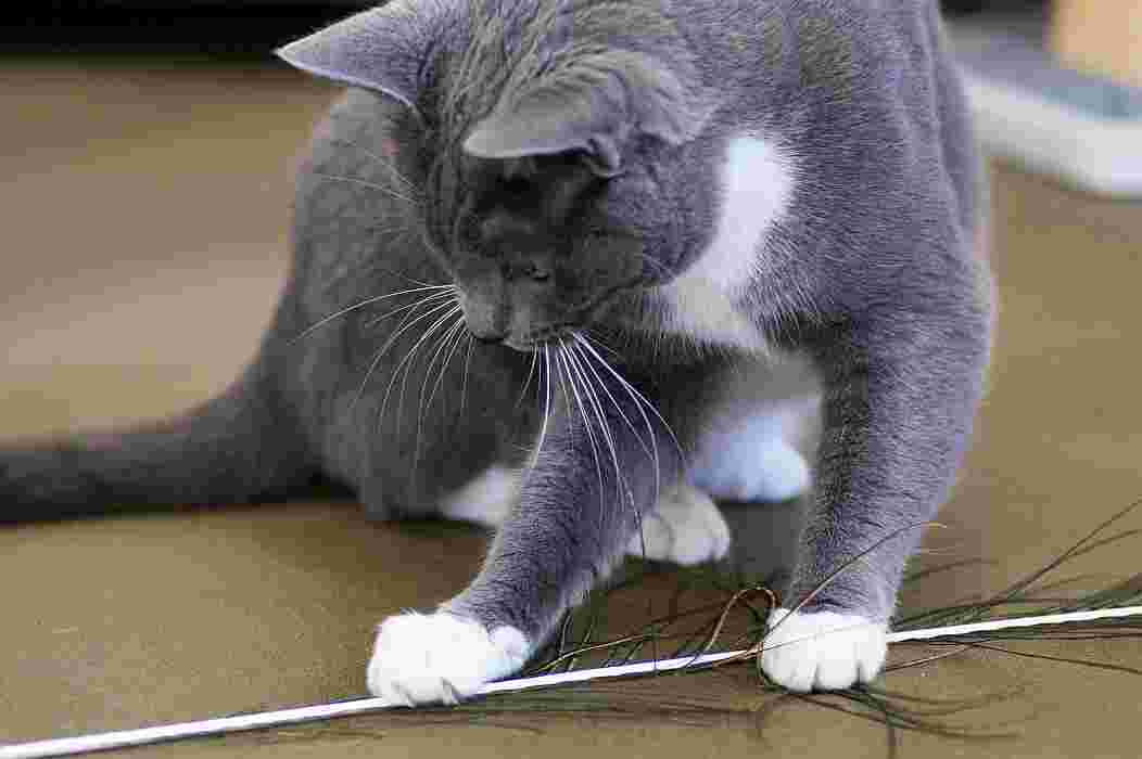 ROXY, an adoptable Domestic Short Hair in Sequim, WA, 98382 | Photo Image 4