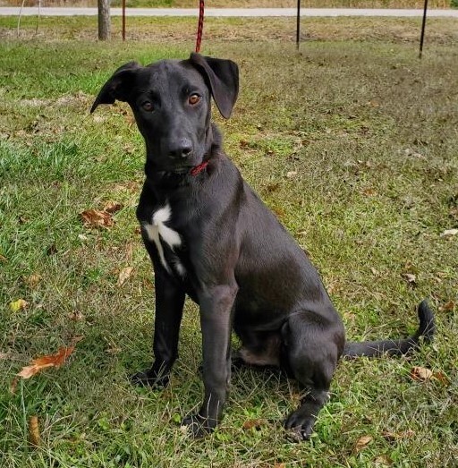 Dog for adoption - Bobby, a Labrador Retriever Mix in Parsons, KS ...
