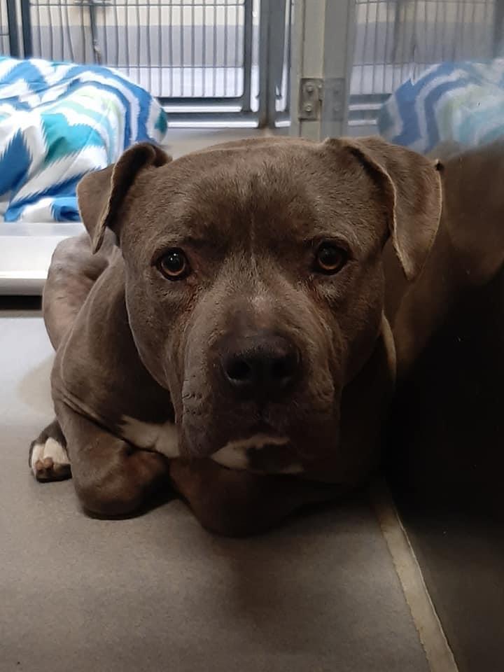 Mercury, an adoptable Pit Bull Terrier in Incline Village, NV, 89450 | Photo Image 2