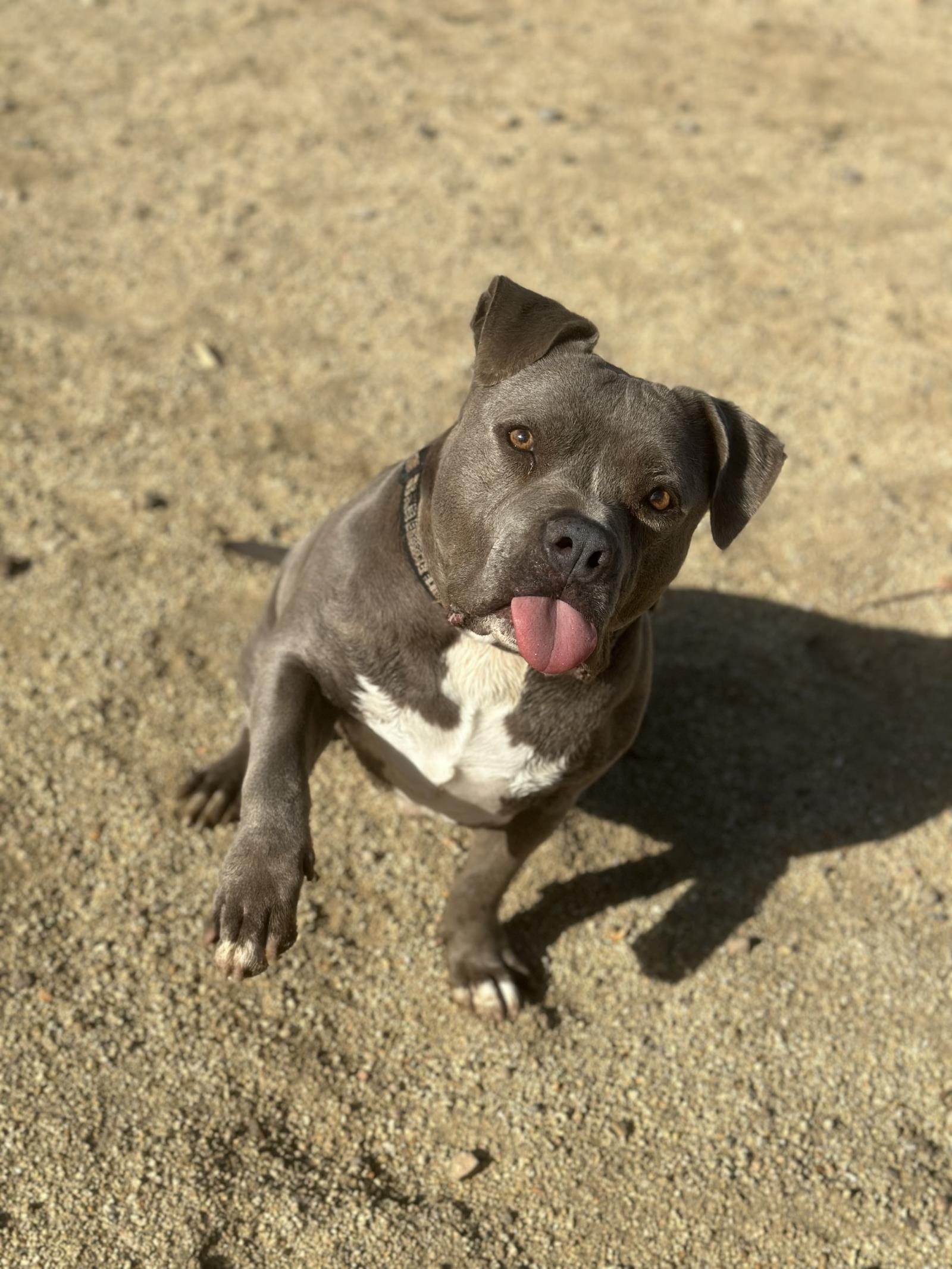 Mercury, an adoptable Pit Bull Terrier in Incline Village, NV, 89450 | Photo Image 3