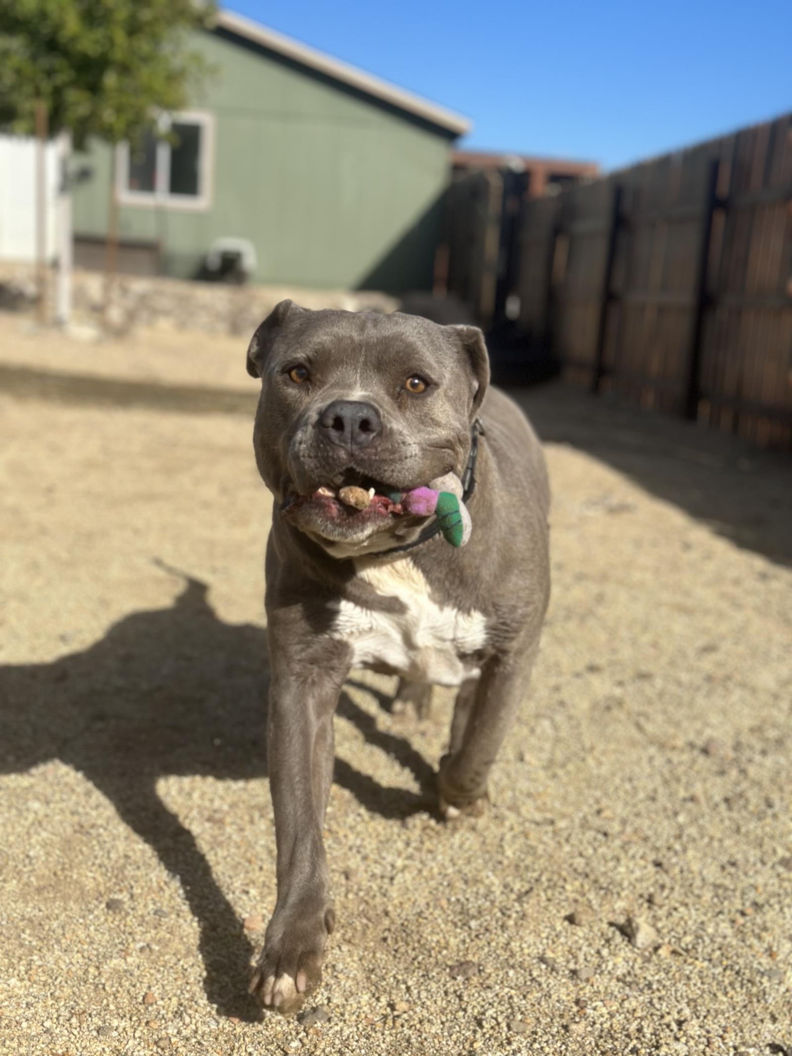 Mercury, an adoptable Pit Bull Terrier in Incline Village, NV, 89450 | Photo Image 4