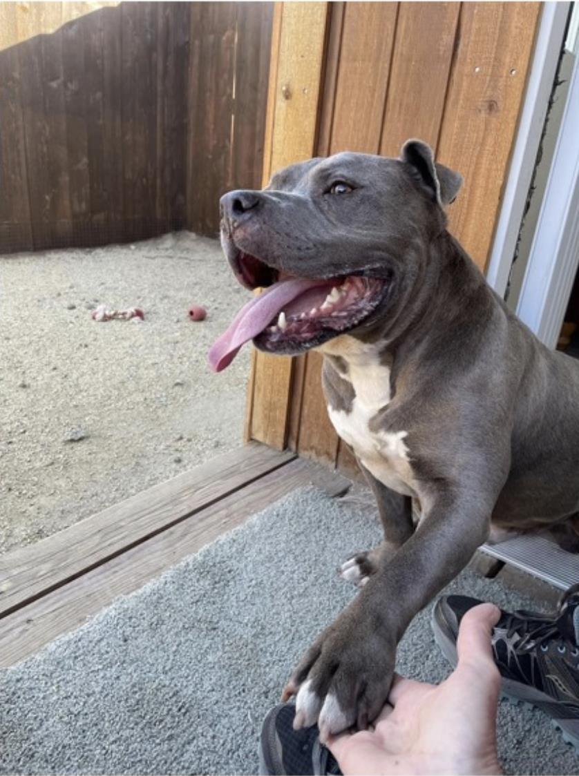 Mercury, an adoptable Pit Bull Terrier in Incline Village, NV, 89450 | Photo Image 4