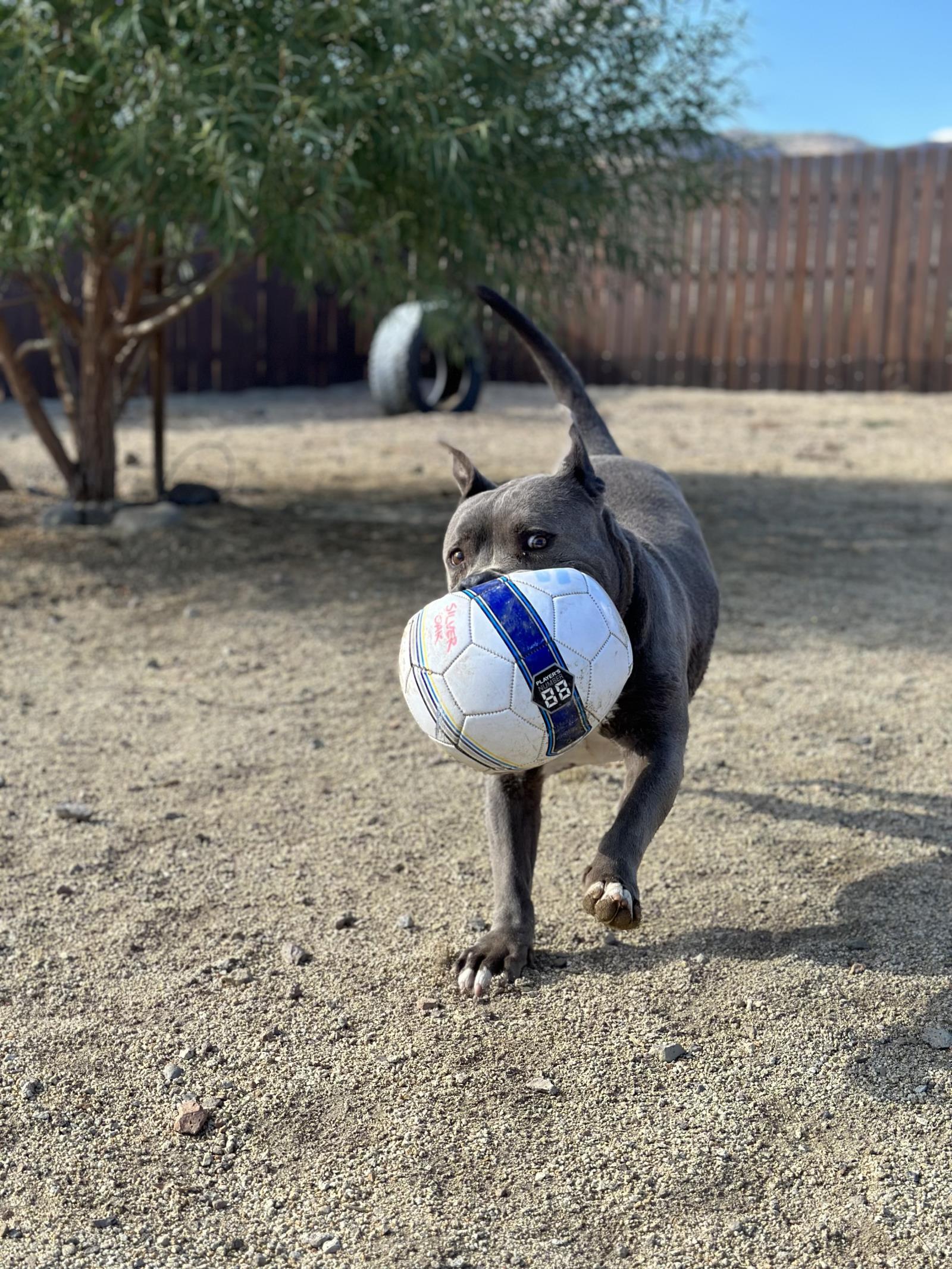 Mercury, an adoptable Pit Bull Terrier in Incline Village, NV, 89450 | Photo Image 6