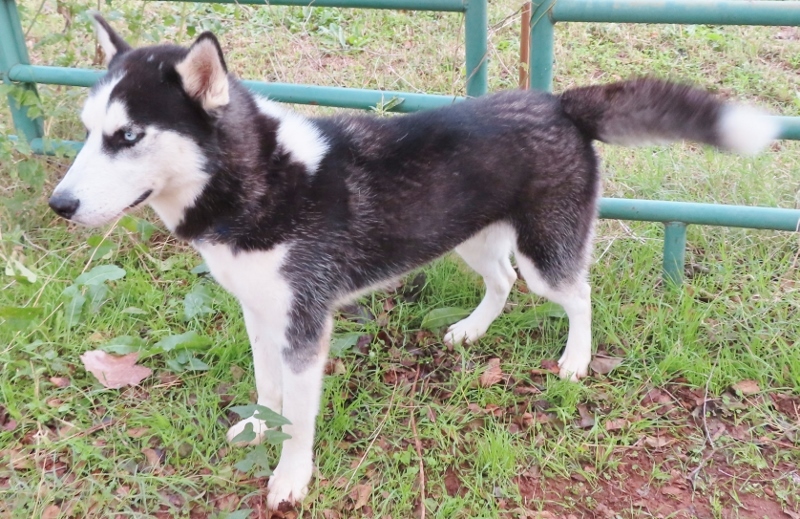 KODA 371832 BlueEyes!, an adoptable Siberian Husky in Oklahoma City, OK, 73129 | Photo Image 2