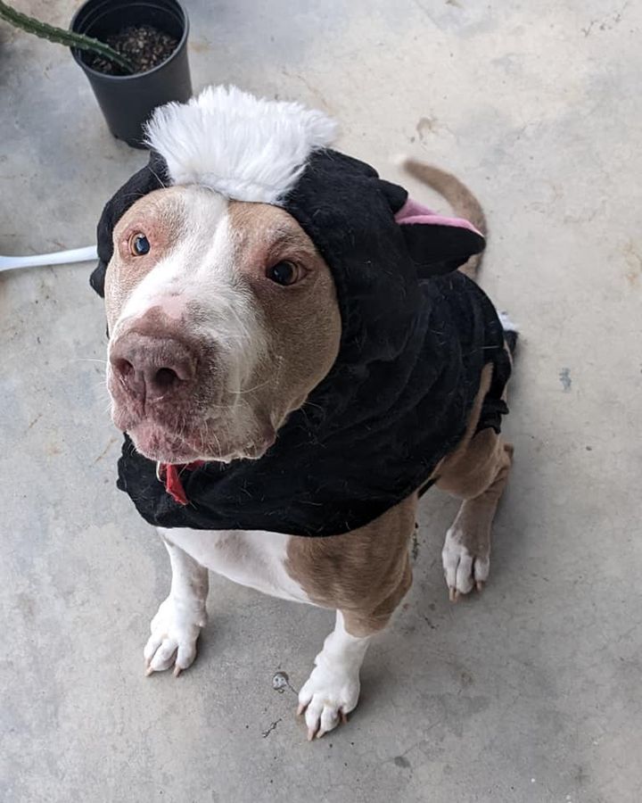 Bella *Senior Star*, an adoptable American Staffordshire Terrier in San Diego, CA, 92172 | Photo Image 1