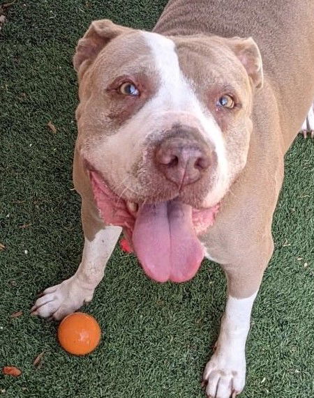 Bella *Senior Star*, an adoptable American Staffordshire Terrier in San Diego, CA, 92172 | Photo Image 3